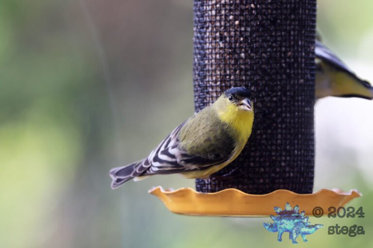 Lesser Goldfinch