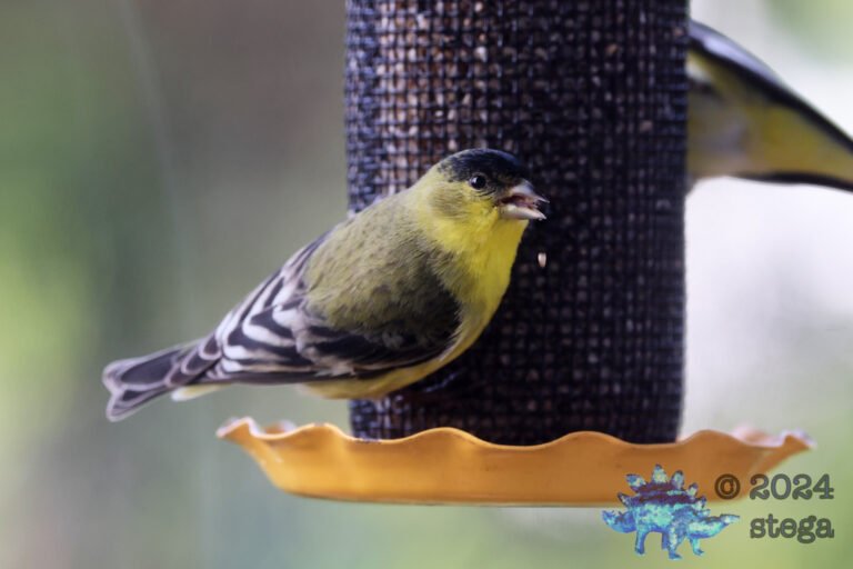 Lesser Goldfinch