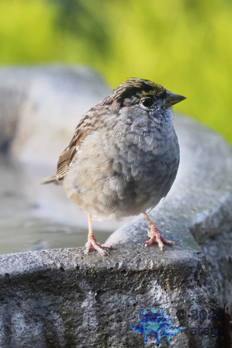 Gold-Crowned Sparrow