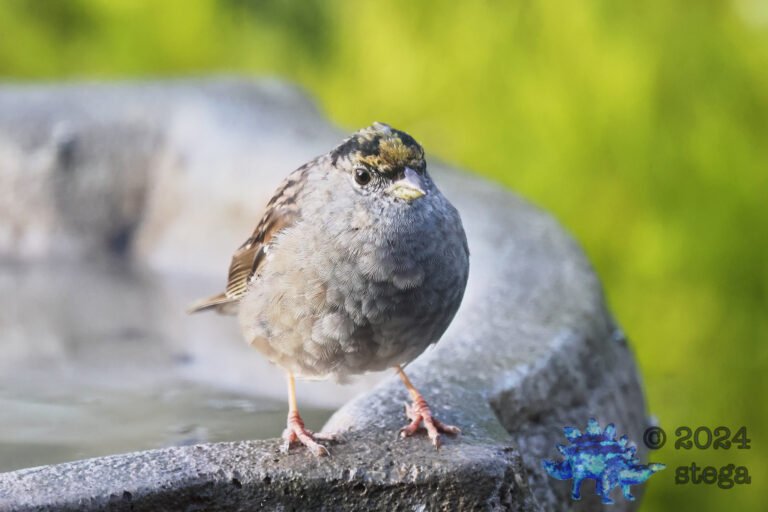 Gold-Crowned Sparrow