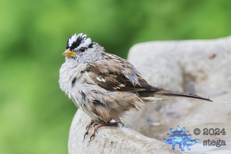 White-Crowned Sparrow