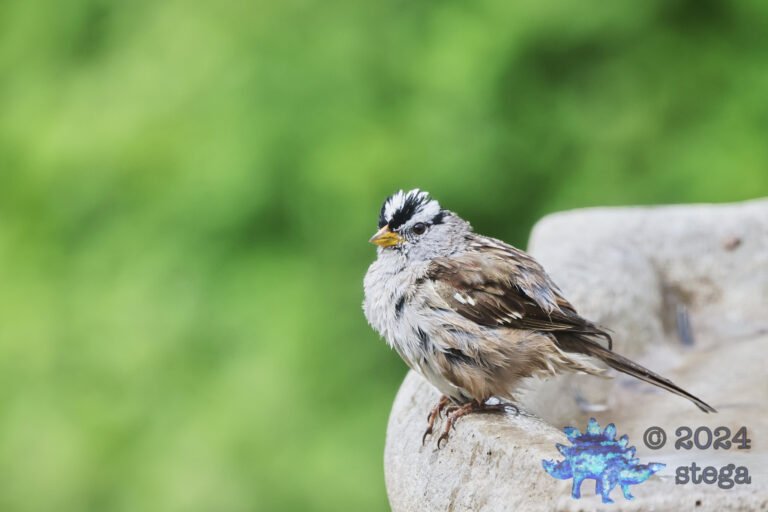 White-Crowned Sparrow