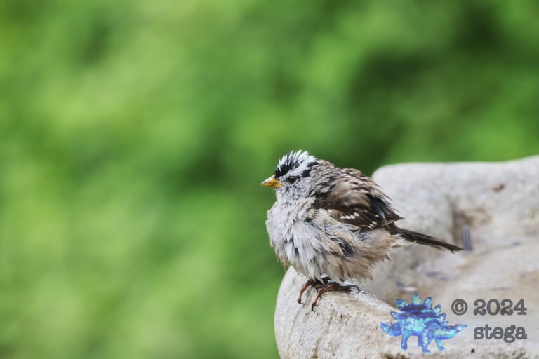 White-Crowned Sparrow