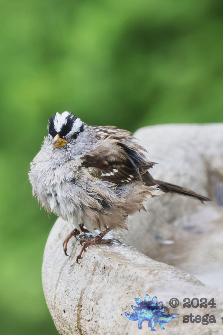 White-Crowned Sparrow