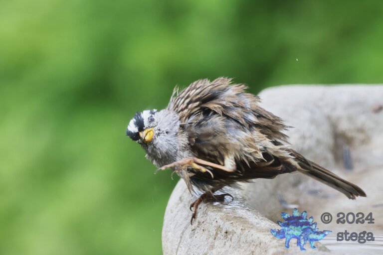 White-Crowned Sparrow