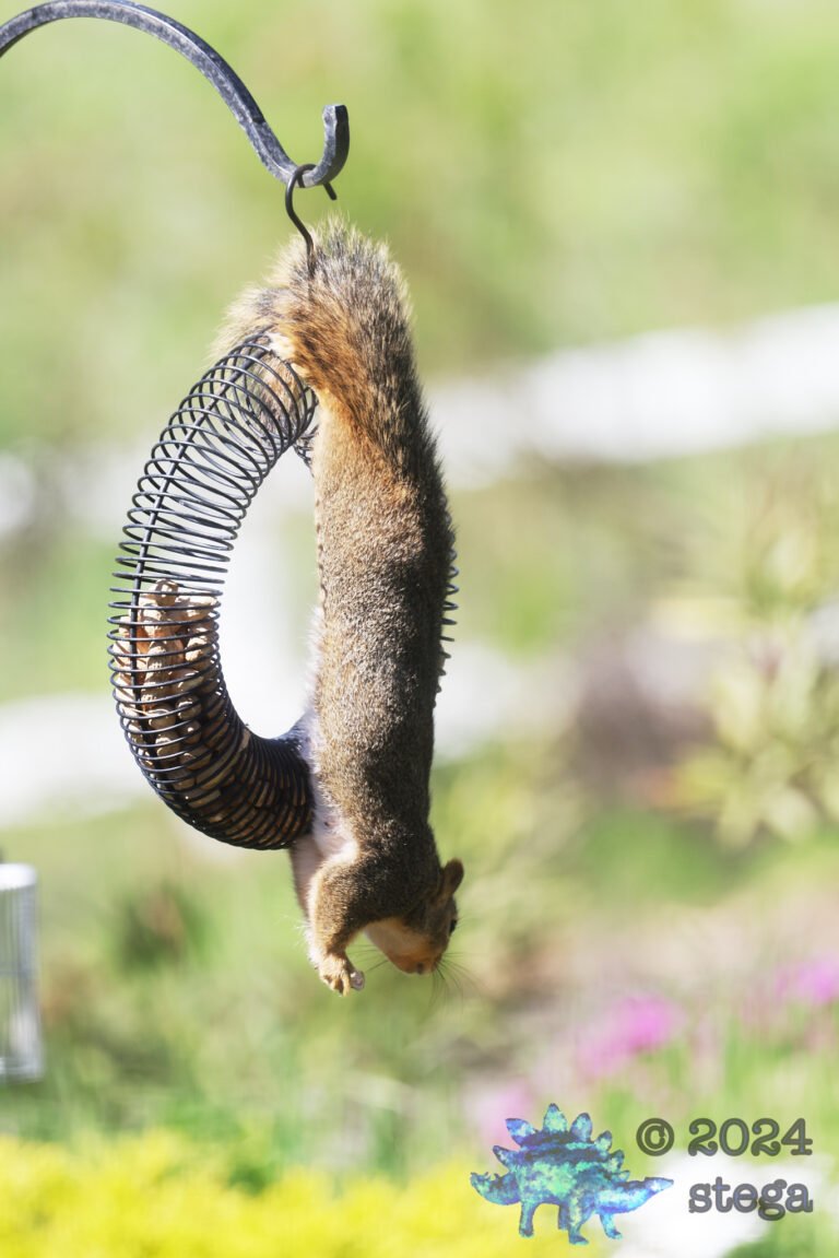 Fox Squirrel