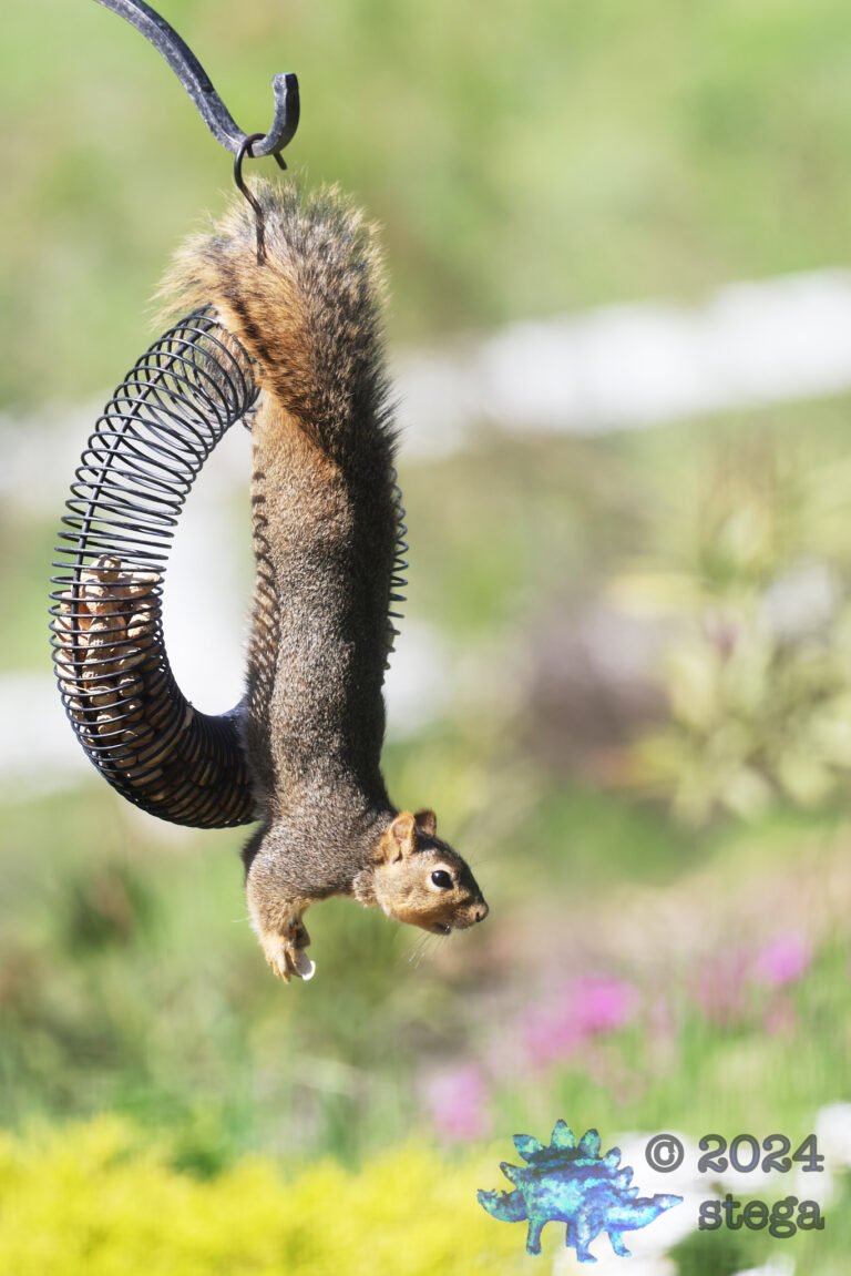 Fox Squirrel