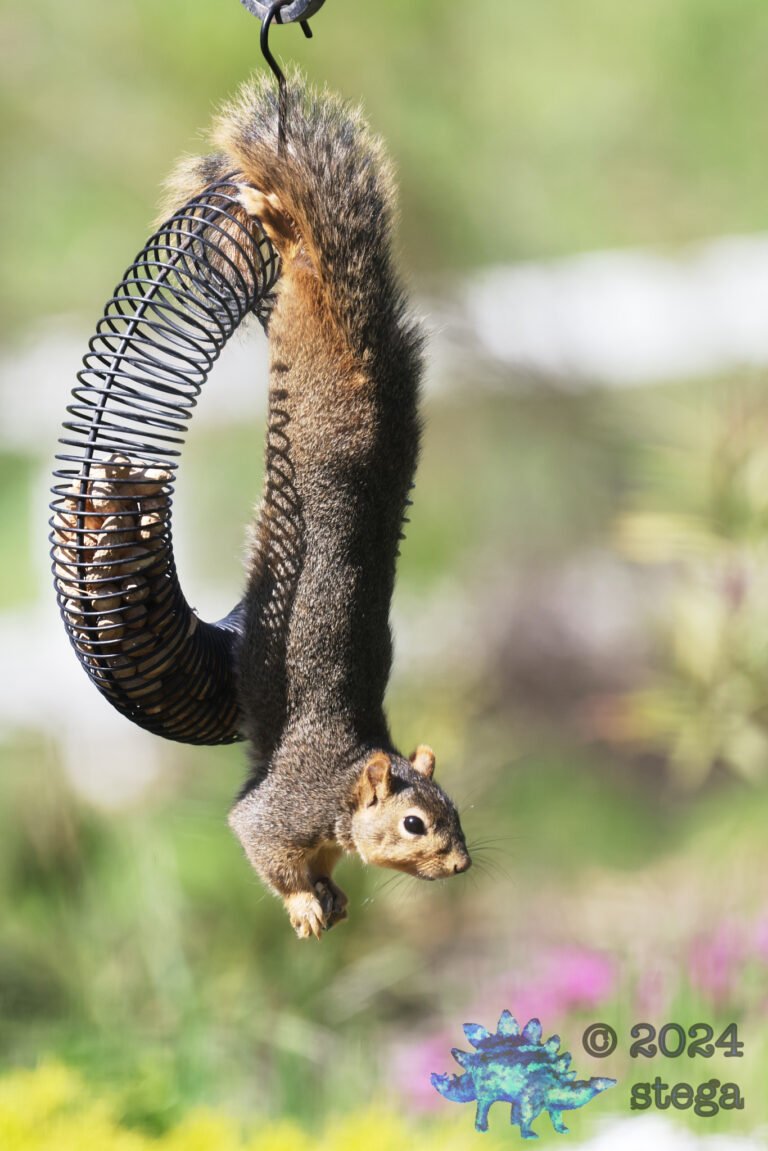 Fox Squirrel