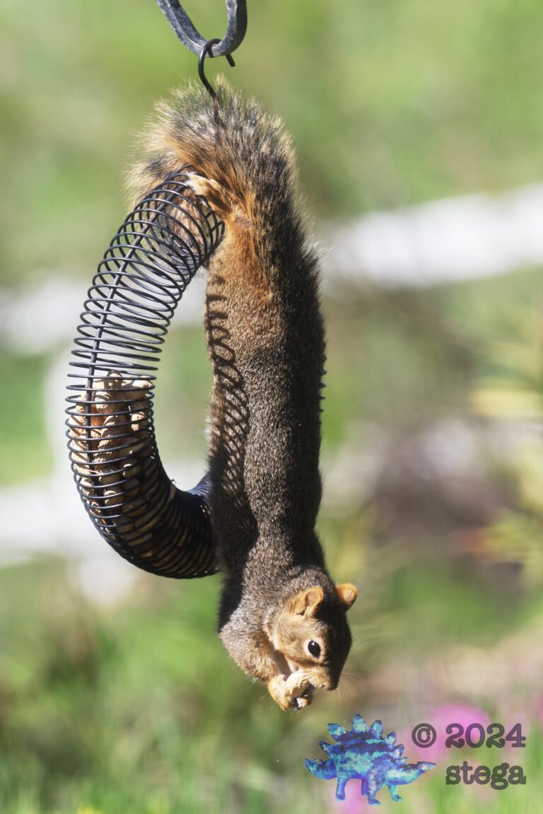 Fox Squirrel