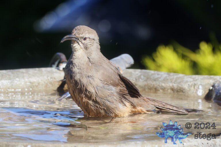 California Thrasher
