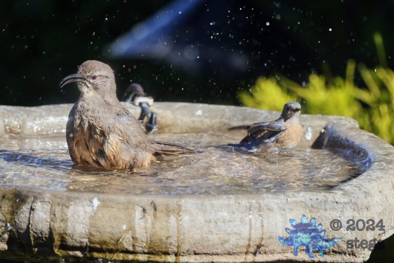 Bathing Buddies