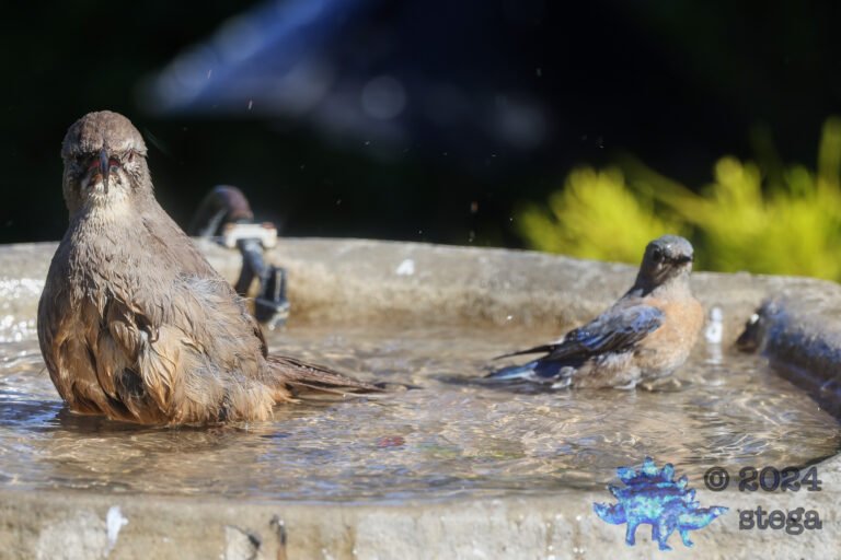 Bathing Buddies