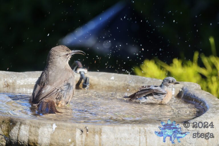 Bathing Buddies
