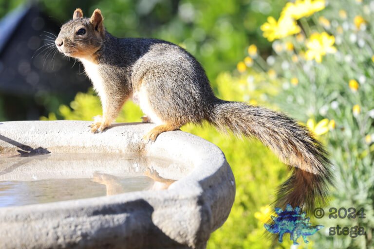 Fox Squirrel