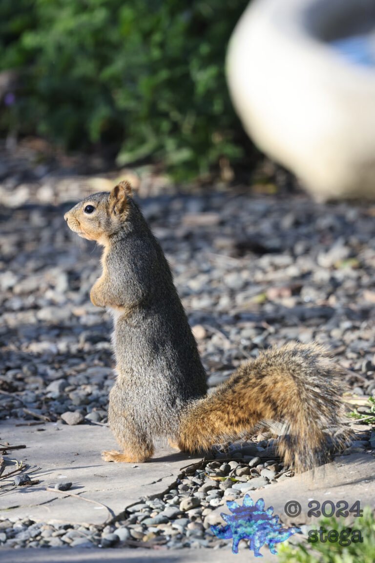 Fox Squirrel