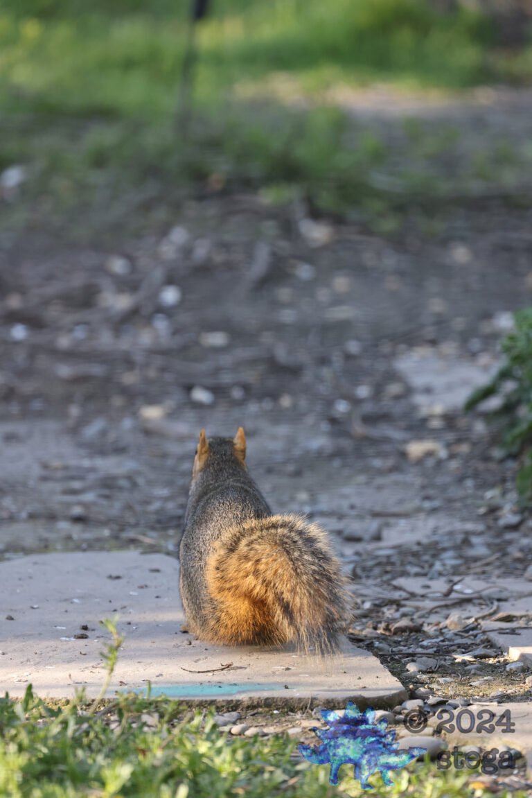 Fox Squirrel