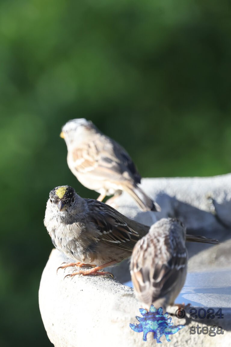 Gold-Crowned Sparrow
