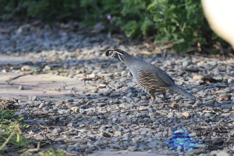 California Quail