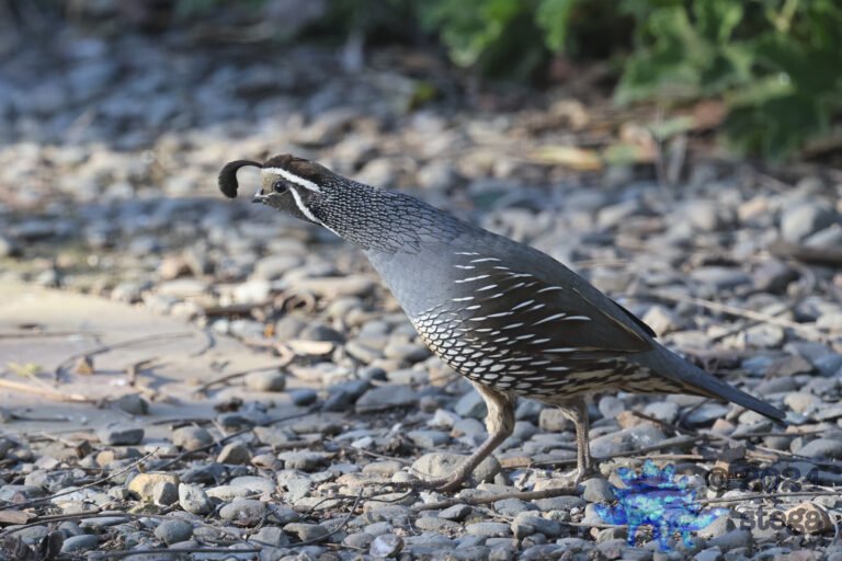 California Quail