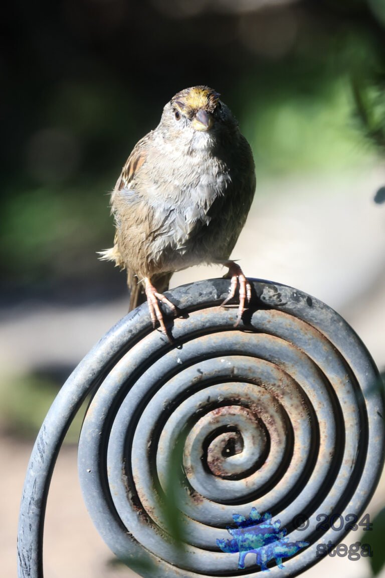Gold-Crowned Sparrow