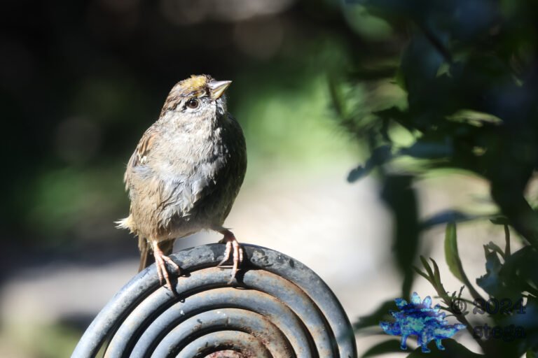 Gold-Crowned Sparrow