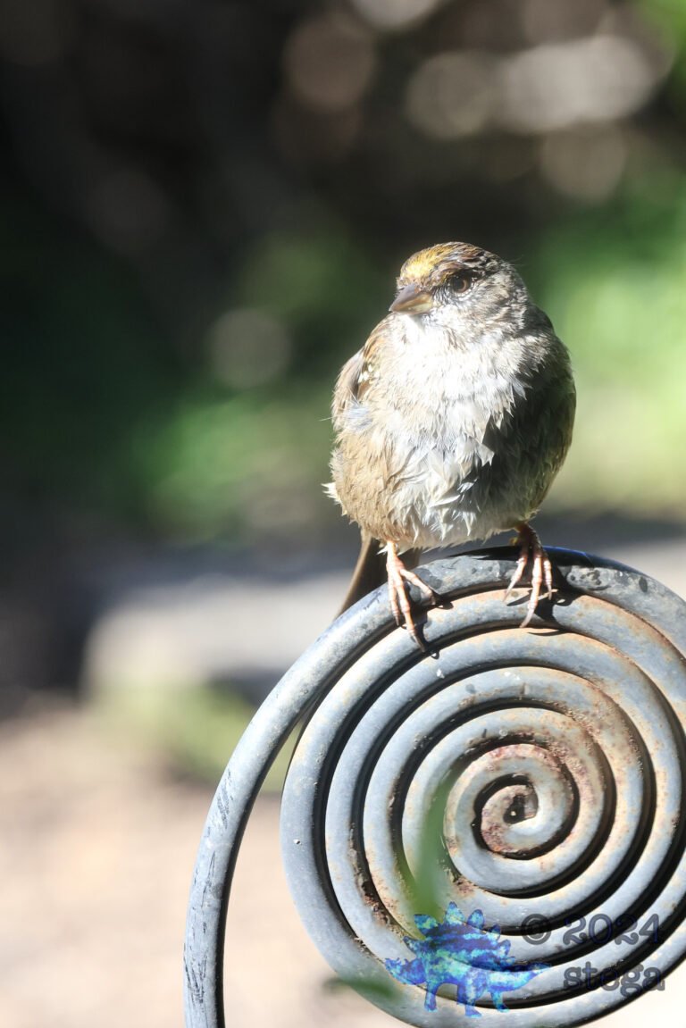 Gold-Crowned Sparrow