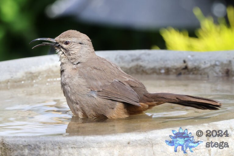 California Thrasher