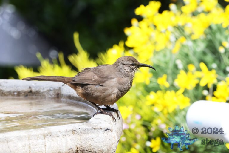 California Thrasher