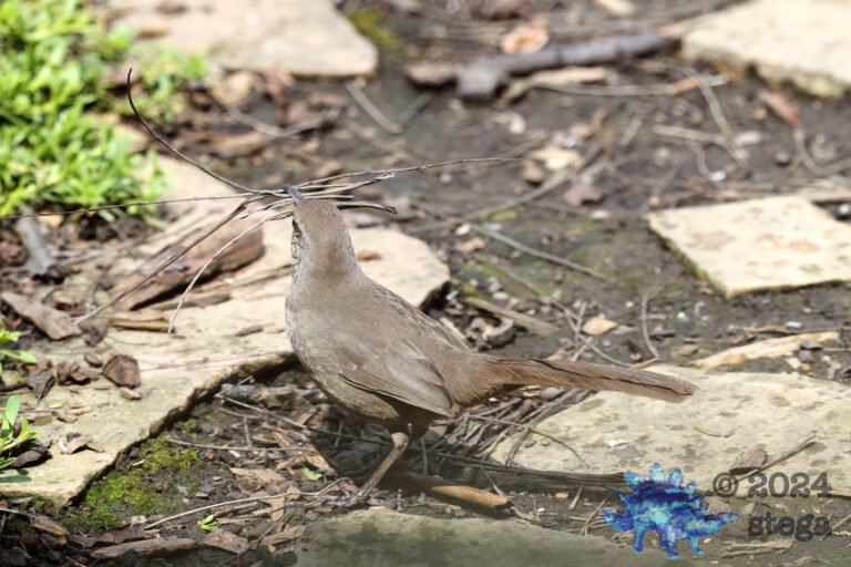 California Thrasher