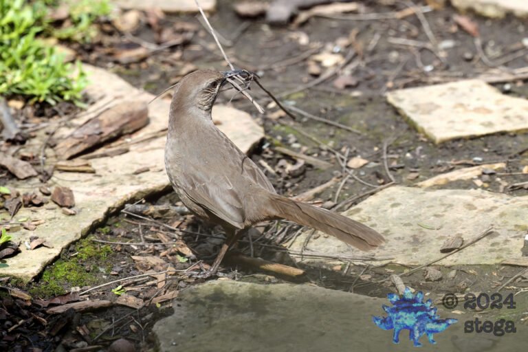 California Thrasher
