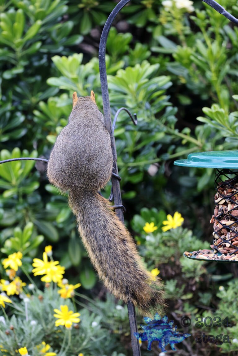 Fox Squirrel