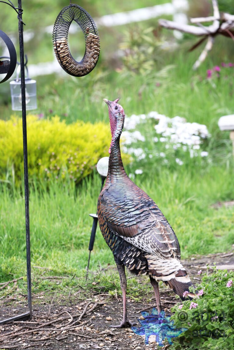 Semi-Wild Turkey