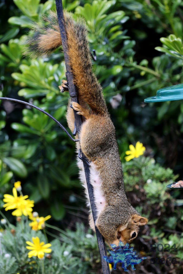 Fox Squirrel