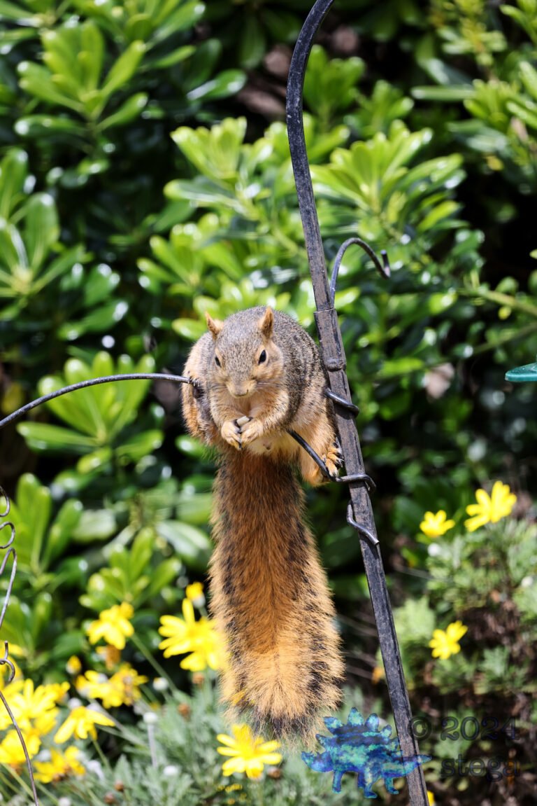 Fox Squirrel