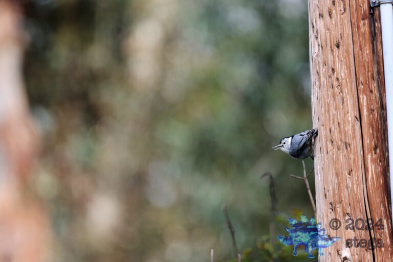 White Breasted Nuthatch