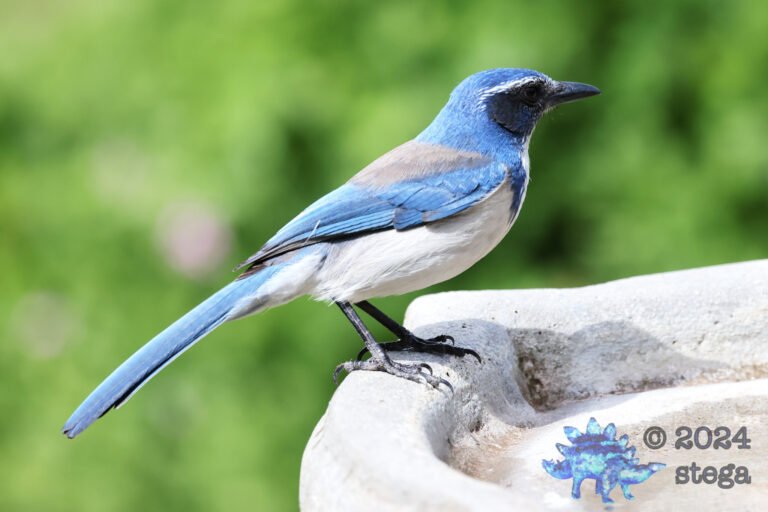 California Scrub Jay