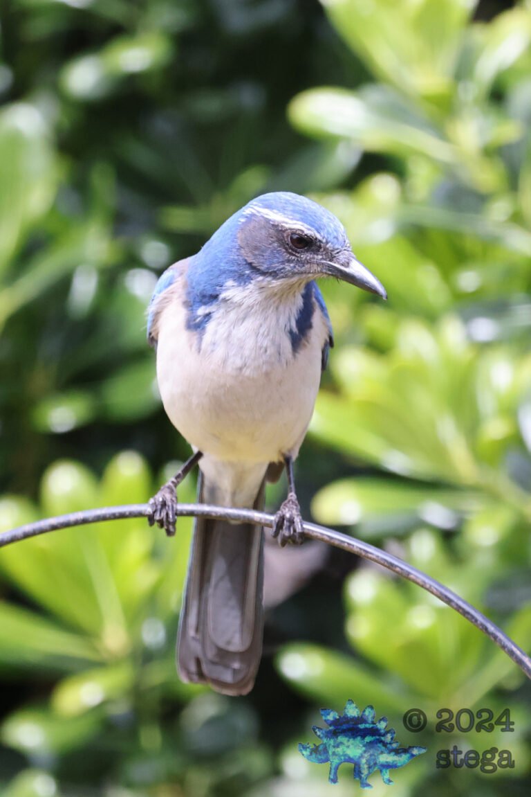 California Scrub Jay