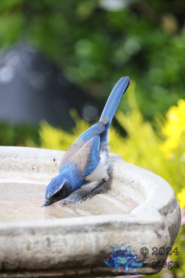 California Scrub Jay