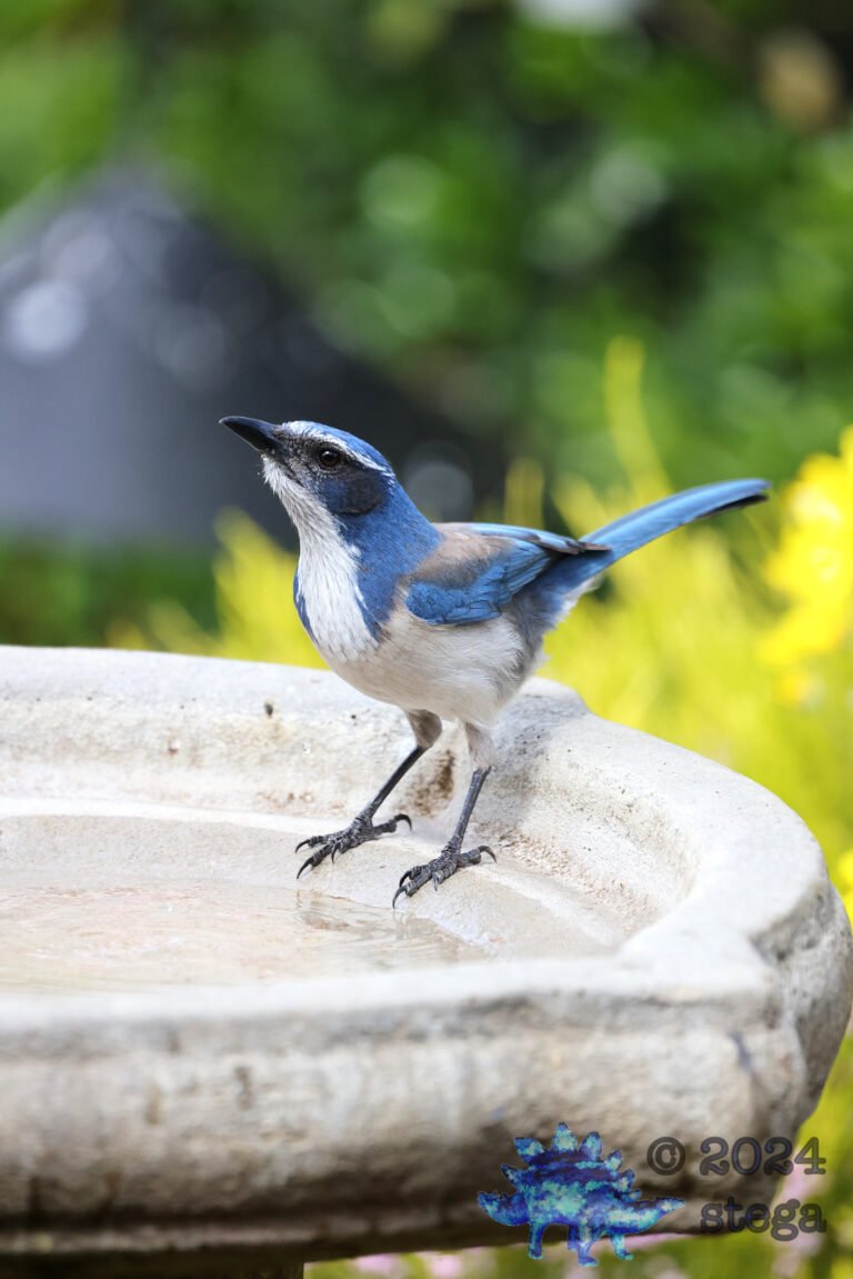 California Scrub Jay