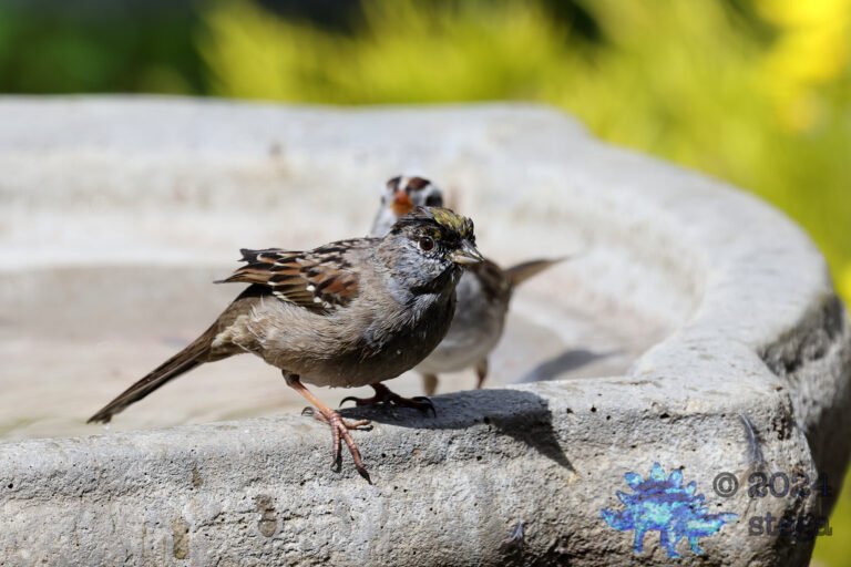 Gold-Crowned Sparrow
