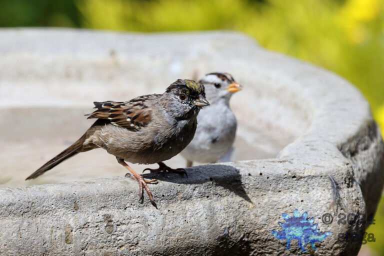 Gold-Crowned Sparrow