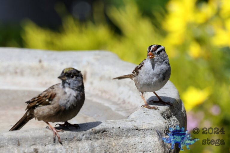 White-Crowned Sparrow