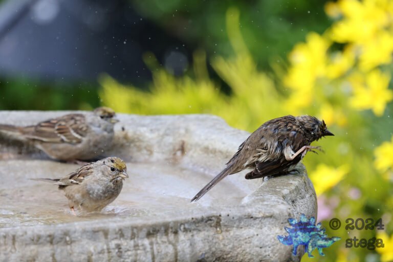 Gold-Crowned Sparrow