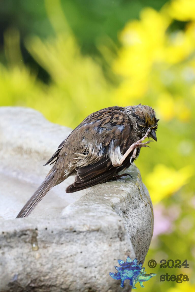 Gold-Crowned Sparrow