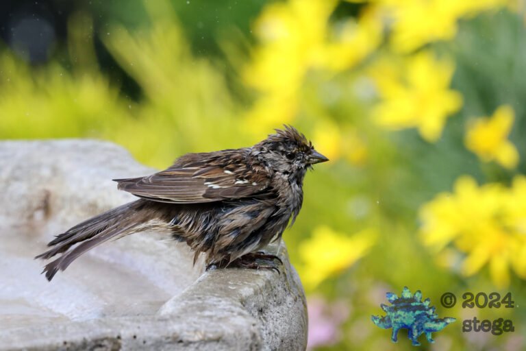 Gold-Crowned Sparrow