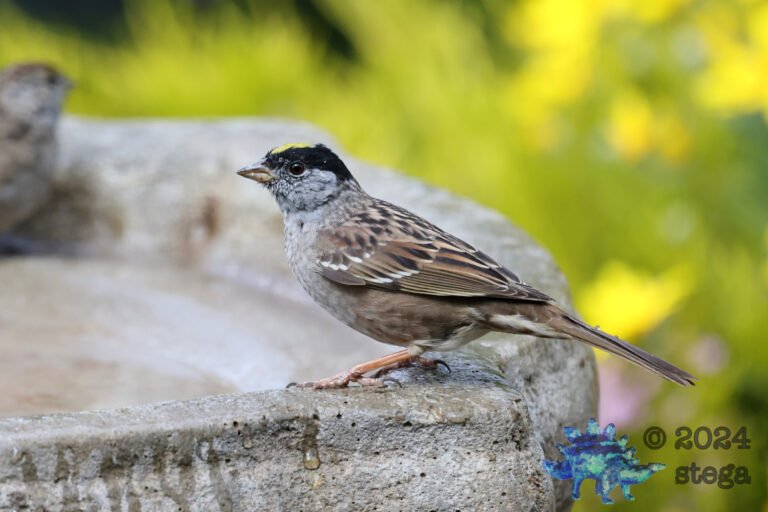 Gold-Crowned Sparrow