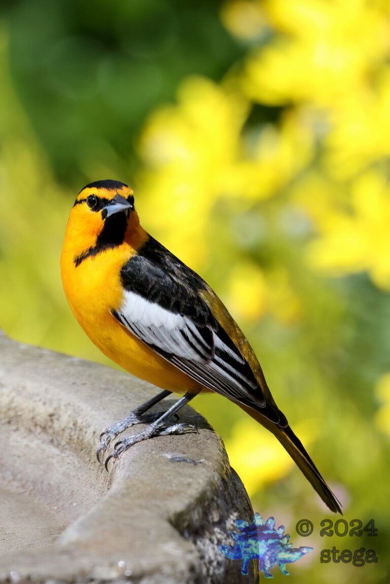 Bullock’s Oriole