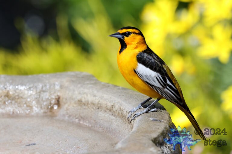 Bullock’s Oriole