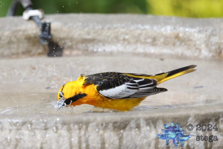 Bullock’s Oriole