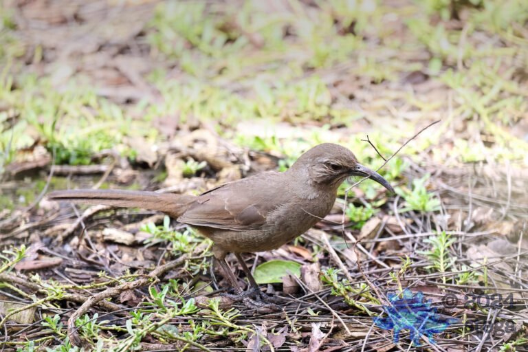 California Thrasher